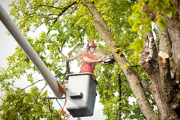 How Our Tree Care Process Works  in  Crosby, ND